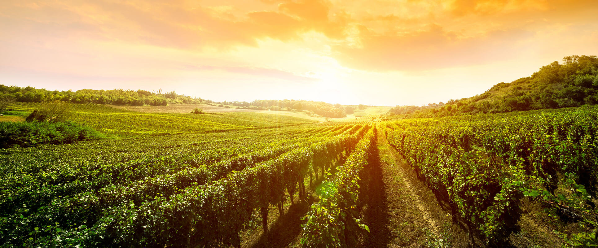 A lush vineyard stretches into the distance under a vibrant orange sunset, with rows of grapevines aligned neatly.