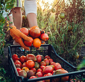 a person grabbing a bundle of apples from a basket filled with them