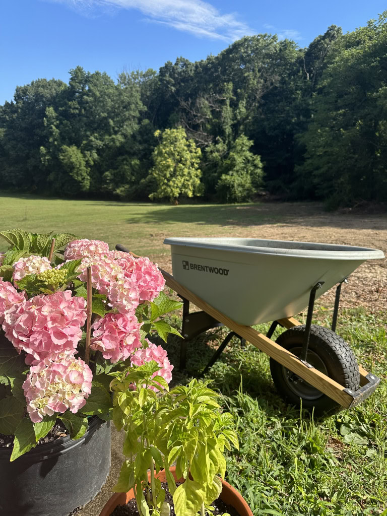 Escena de jardín con hortensias rosas y una pequeña planta de albahaca en primer plano. Cerca, en una zona de hierba, hay una carretilla verde junto a otras herramientas de jardinería. Al fondo, un gran campo abierto con una línea de árboles bajo un cielo azul despejado.