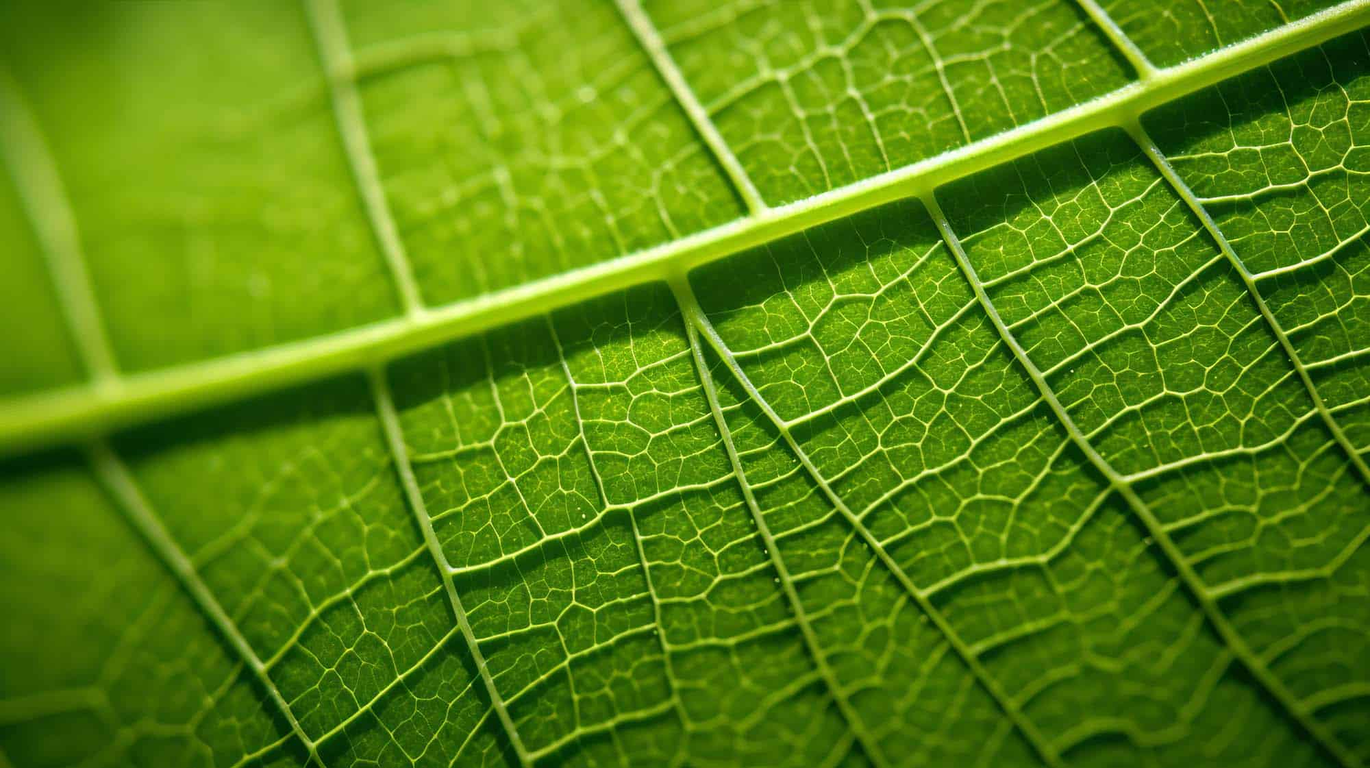 Close-up of a vibrant green leaf, highlighting its vein structure. The veins create a network of lines across the leaf, forming an intricate pattern of varying shades of green.